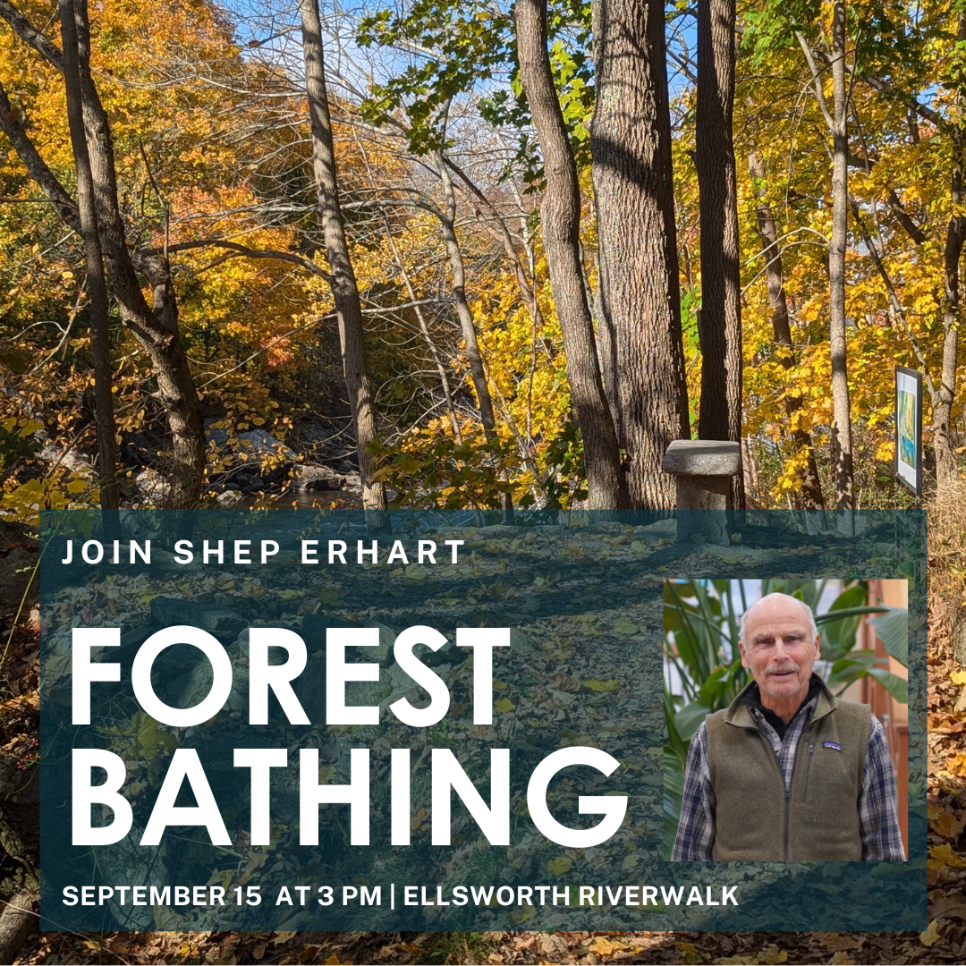 Forest Bathing with Shep Erhart
