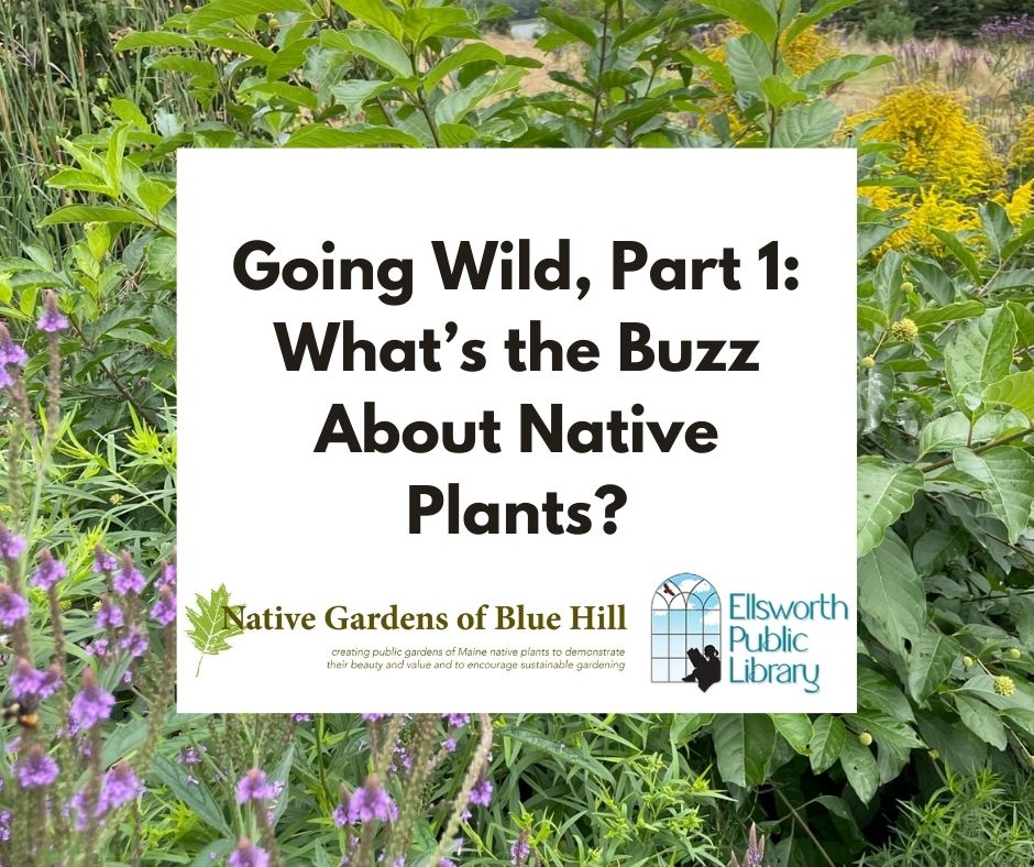Going Wild, Part 1: What's the Buzz About Native Plants? with Native Gardens of Blue Hill