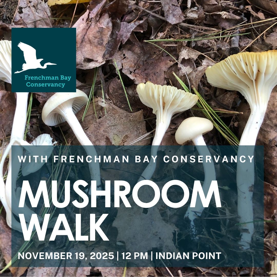 MUSHROOM Walk with Frenchman Bay Conservancy