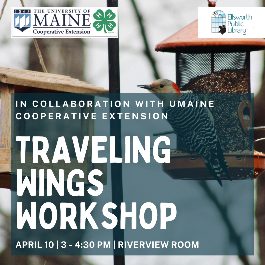 a grey bird sitting on a birdfeeder